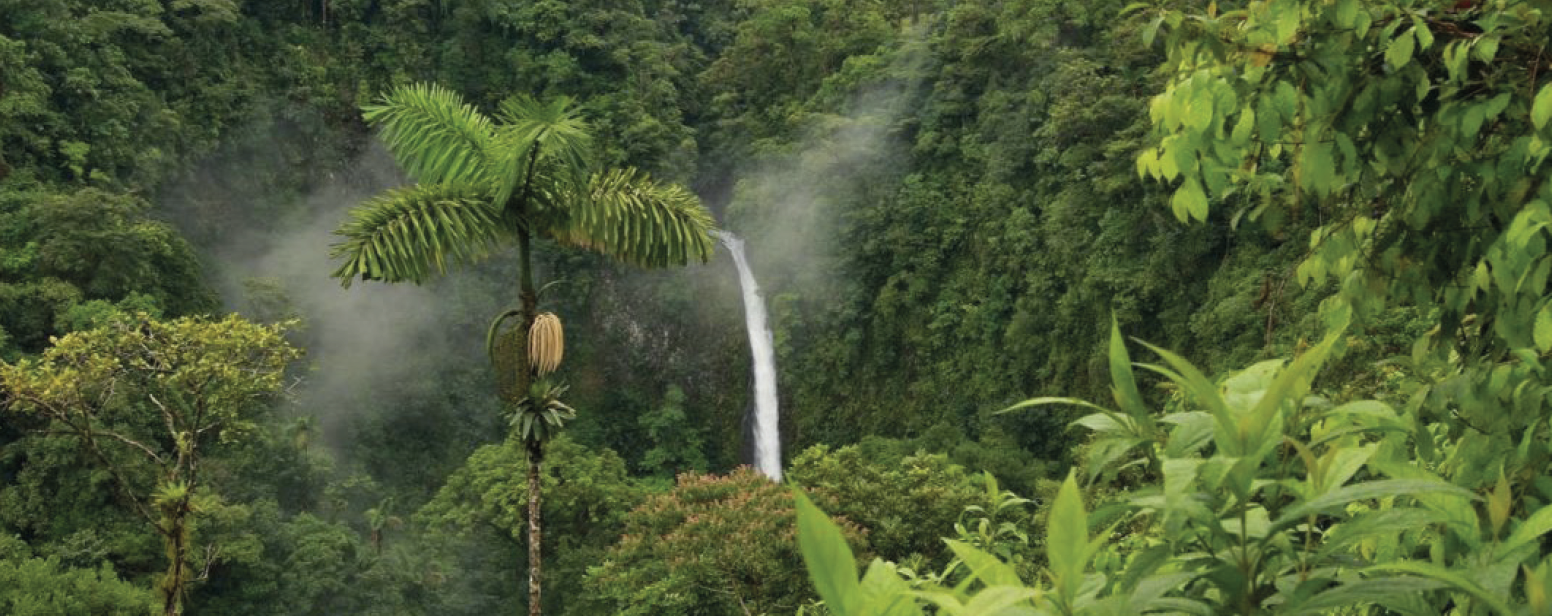 foresta in amazzonia
