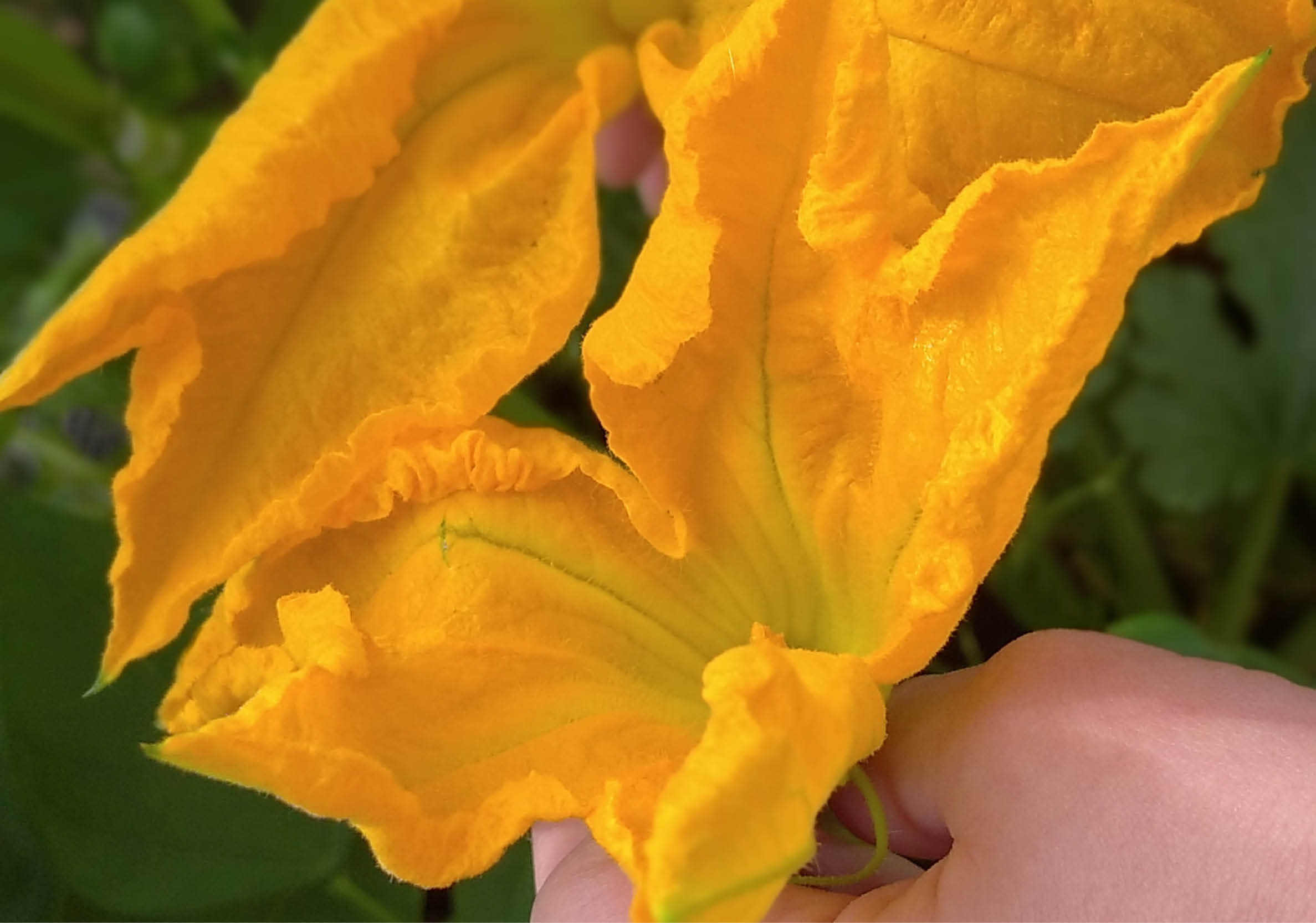 fiori di zucca - orione fondazione sinapsi - nutrimento