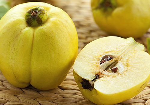 mele cotogne - Orione 23 - Nutrimento