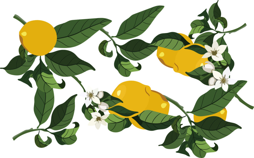 Estate, illustrazione di frutti e fiori di limone.