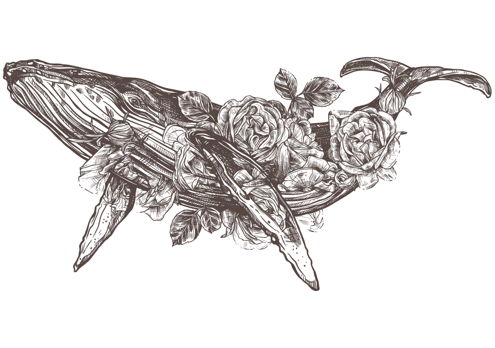 Illustrazione tipo tattoo art / inchiostro di una balena avvolta in fiori grandi